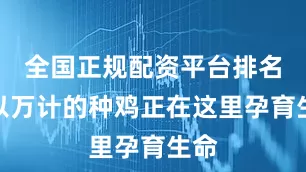 全国正规配资平台排名数以万计的种鸡正在这里孕育生命